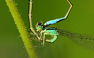 Common Bluetail (Female, Ischnura elegans)